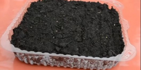 Lobelia erinus: kraljevska palata, kristalna palata i druge sorte